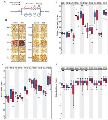 Phenotypic and transcriptomic responses of diverse rice accessions to transient heat stress during early grain development